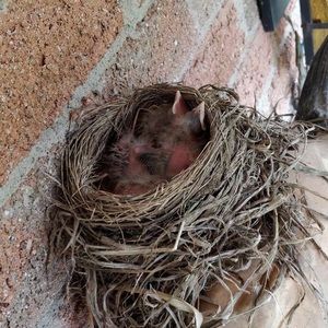 Meet your Posher, Claudette